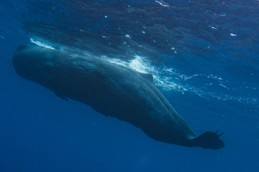 Кашалоты живут большими кланами по материнской линии