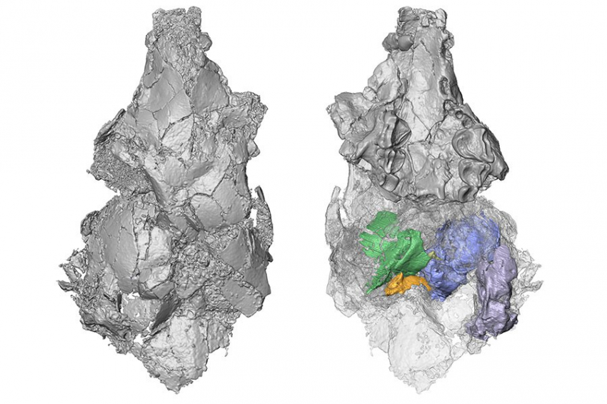 Новое исследование проливает свет на старое ископаемое, разгадывая загадку эволюции