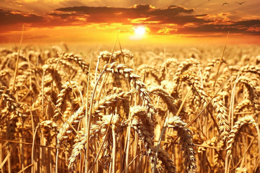 Найдена экологически чистая альтернатива фунгицидам (противогрибковым пестицидам)