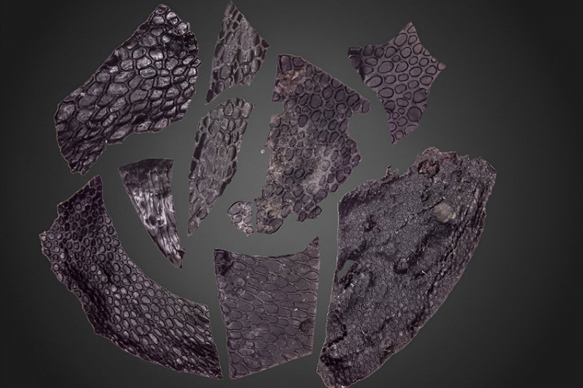 Самая старая известная окаменелая кожа на 21 миллион лет старше предыдущих образцов.