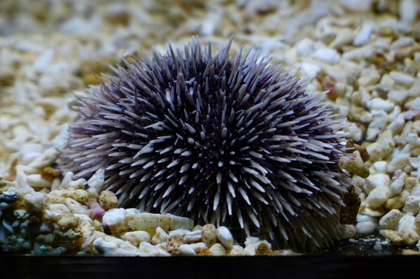 Некоторые ракообразные научились производить шелк