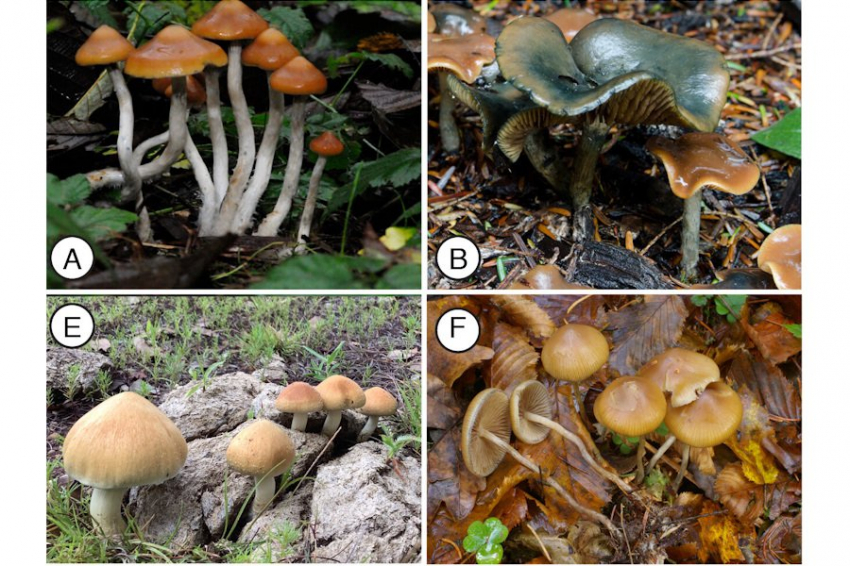 PNAS: псилоцибин в «волшебных грибах» синтезировался для защиты во времена динозавров