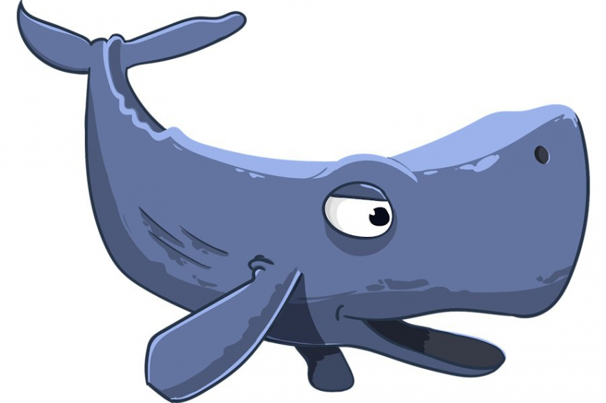 Удивительные кашалоты: обнаружена клановая система в их сообществе
