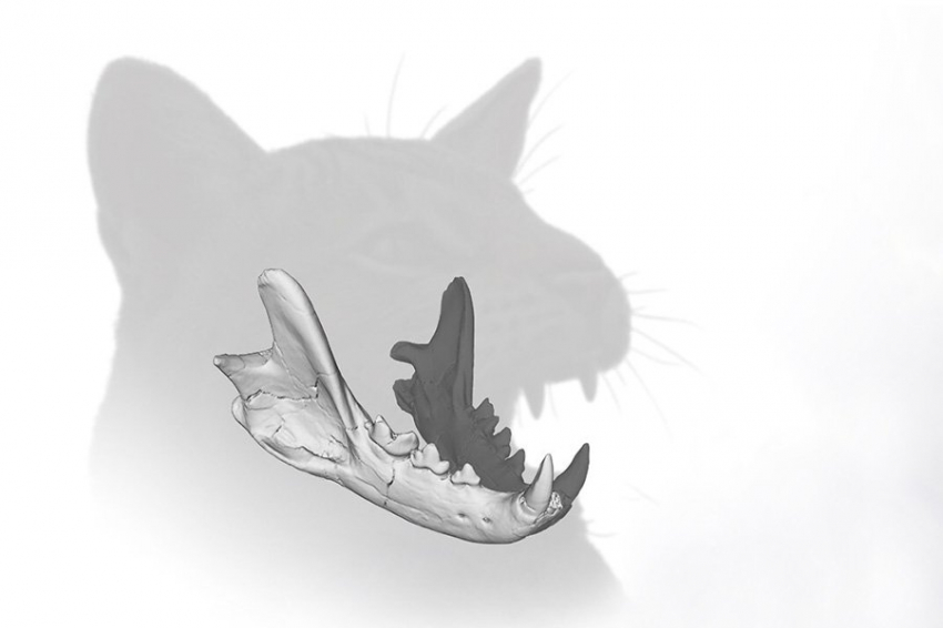 В Испании обнаружен новый вид доисторических кошек