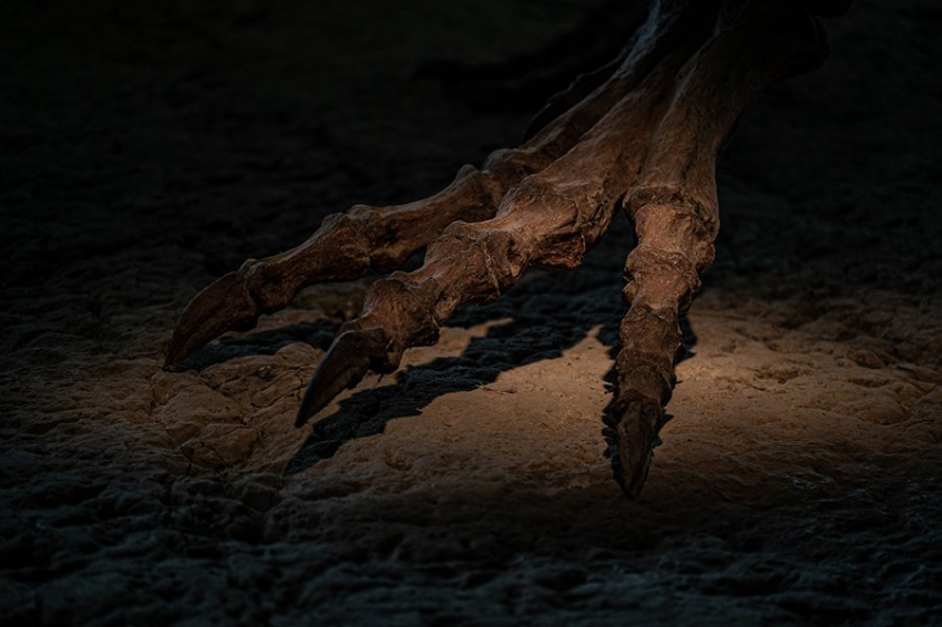 Ученые объяснили, почему больше не существует гигантских животных