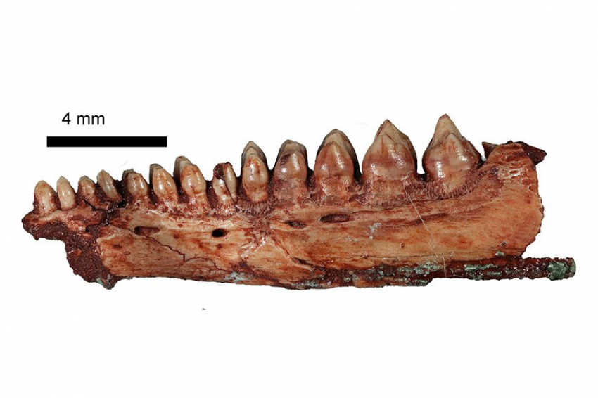 Студент обнаружил в Англии летающую рептилию возрастом 200 миллионов лет