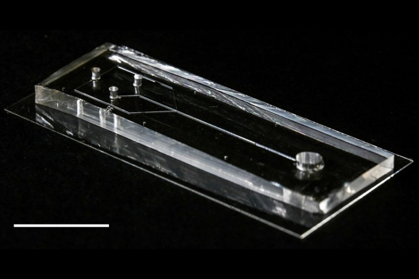 Ученые прядут натуральный шелк из искусственной паутинной железы