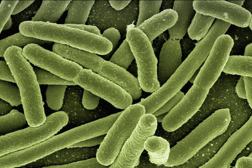 Профессор Альтштейн не видит опасности в новом сибирском зомби-вирусе