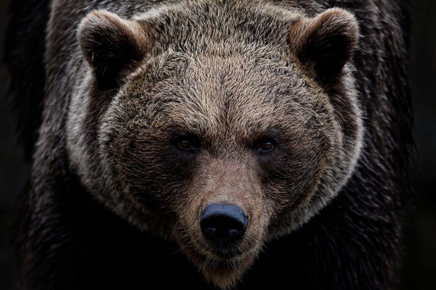 Геномы древних бурых медведей проливают свет на их выживание в ледниковый период