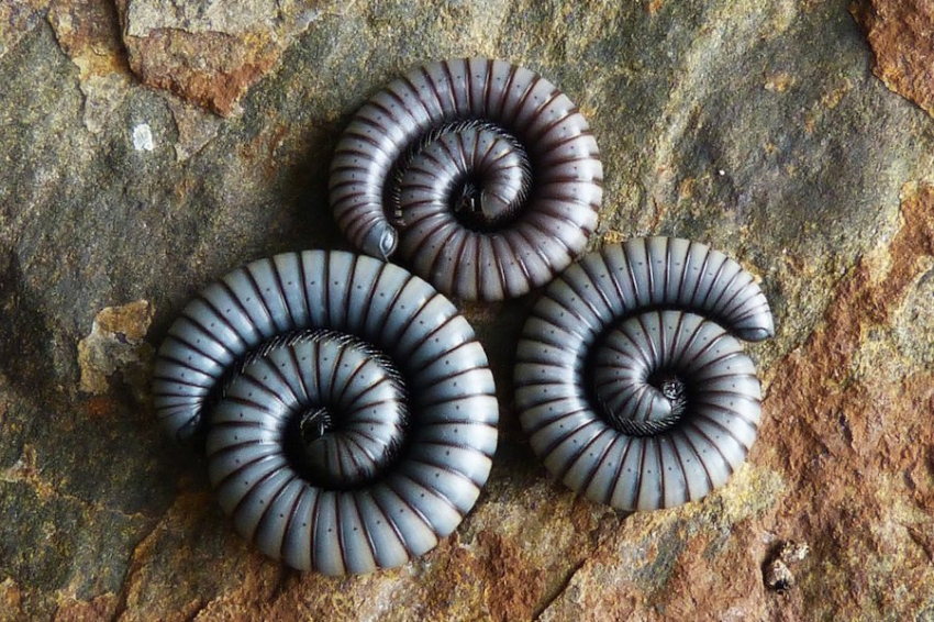 Учёные раскрыли тайну аляскинского «змеиного червя»