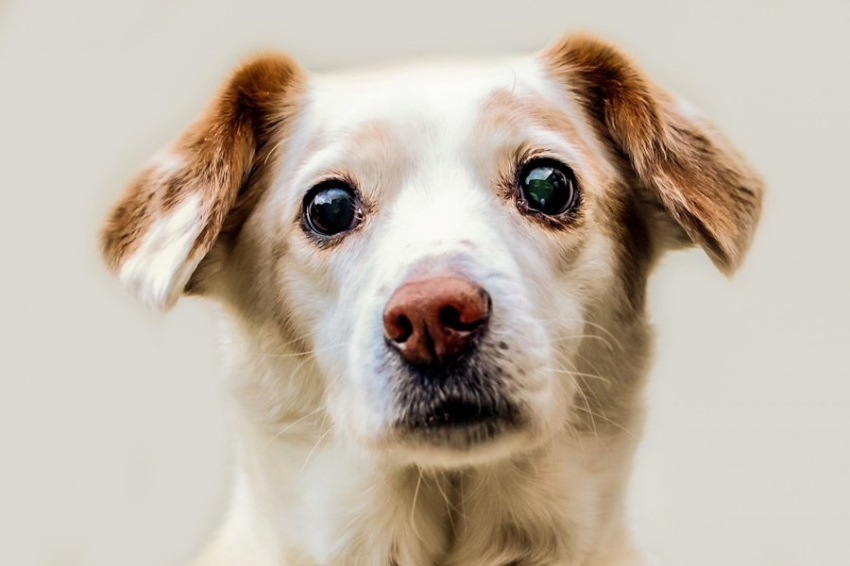 DM: Зоологи США выявили, что размер собаки имеет значение в долголетии