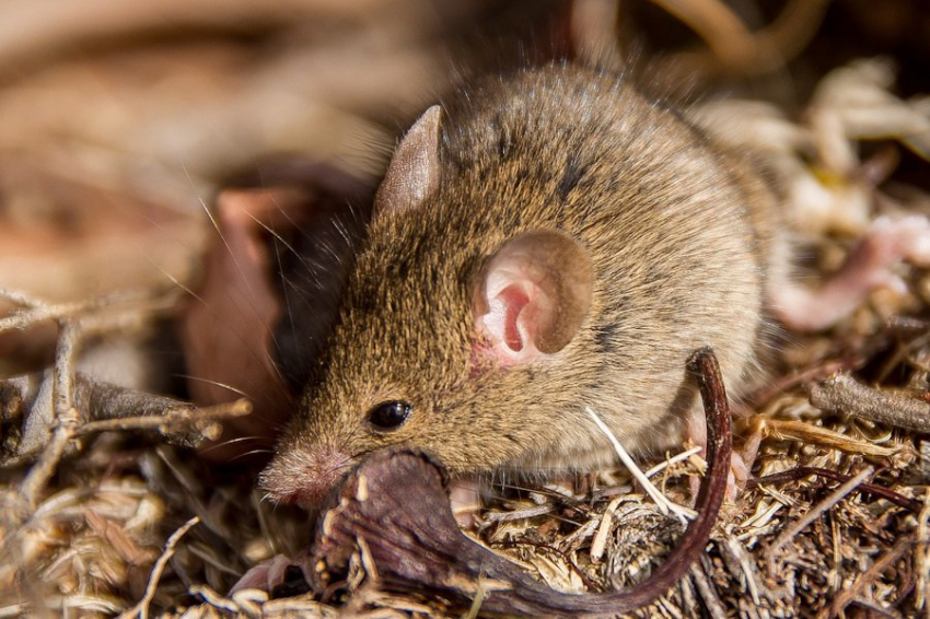 Самцы австралийских антехинусов не спят ради спаривания
