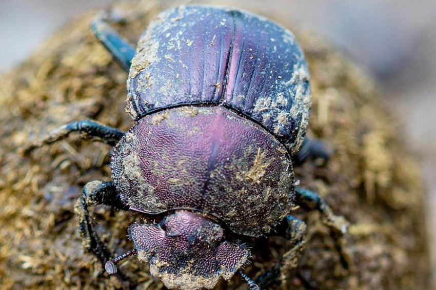 Current Biology: жизнь жуков-скарабеев подчиняется 48-часовому циклу