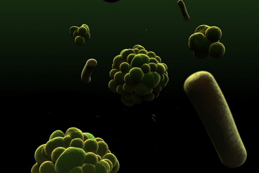 В бактериях кишечника человека обнаружены новые вирусоподобные сущности