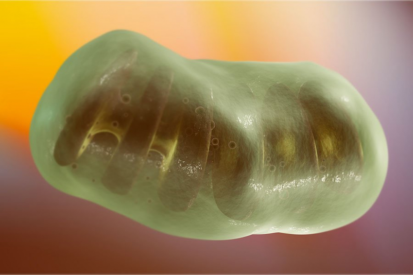 Ученые из США выяснили, как ожирение разрушает митохондрии