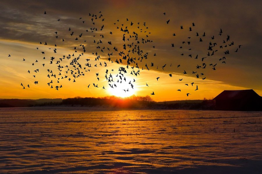 Искусственный интеллект разгадал загадку коллективного кружения животных