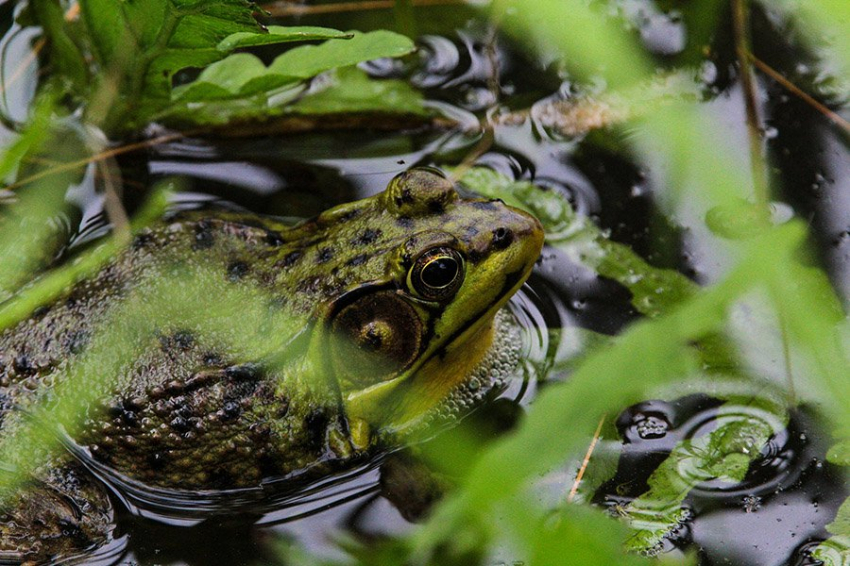 Когда лягушки не могут квакать, чтобы найти себе пару, они танцуют