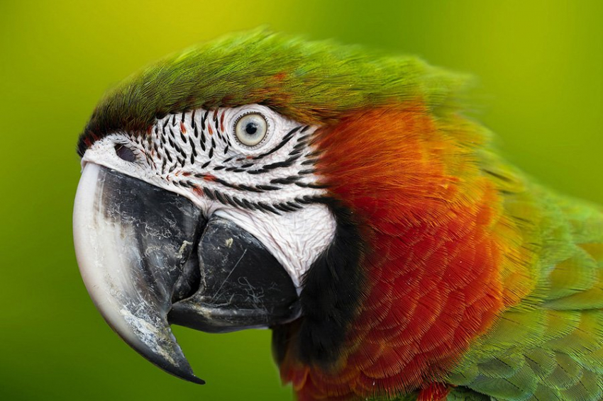 Некоторые попугаи используют клювы, чтобы передвигаться по ветвям, как обезьяны