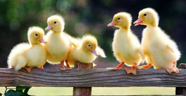 День комплиментов отметят во всем мире 1 марта 2024 года