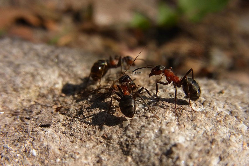 Ученые выяснили, почему муравьи не всегда попадаются на токсичную приманку