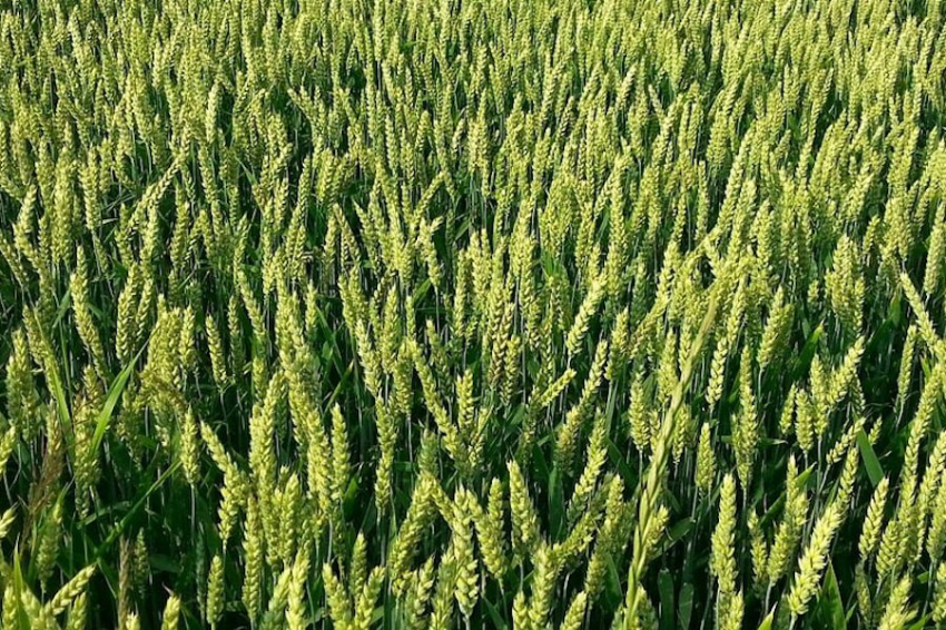 Полезный гриб триходерма растет быстрее под воздействием шума