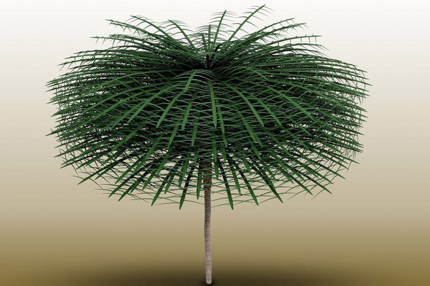 CB: некоторые древние деревья имели форму, непохожую ни на одну из известных