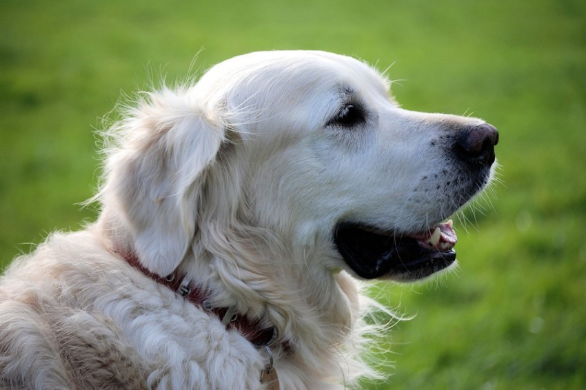 Зоолог выяснил, собаки каких пород чаще болеют раком