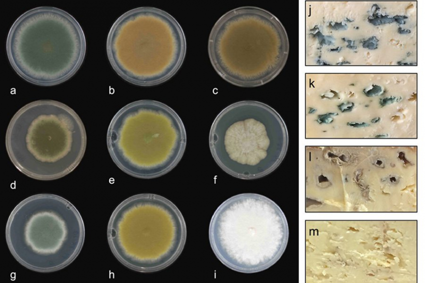 Ученые создали сыр с плесенью новых цветов