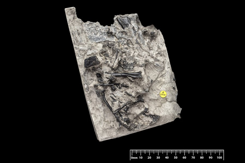 В Шотландии обнаружен новый вид юрского птерозавра