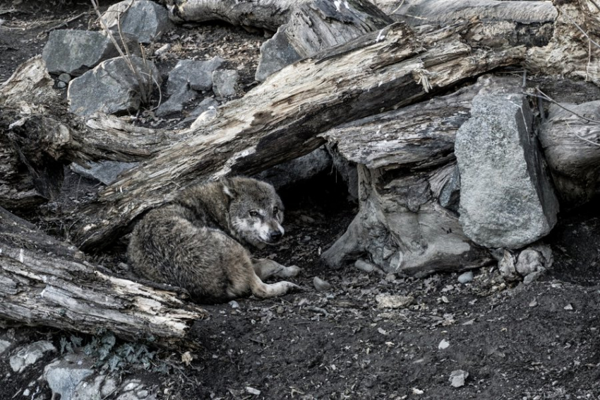 Биологи выясняют, почему волки все чаще нападают на человека