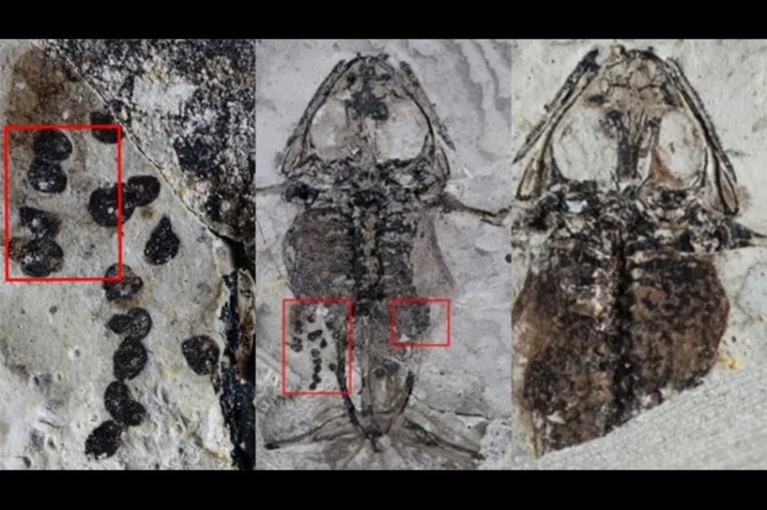 В Китае нашли окаменелую лягушку с брюхом, полным яиц