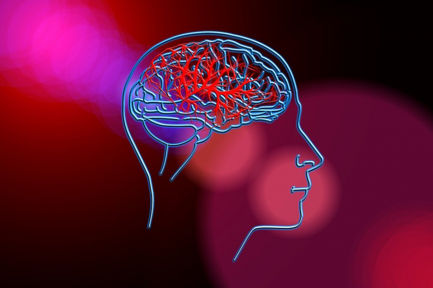 Нейробиологи обнаружили ранее неизвестную связь между мозгом и окружающей средой