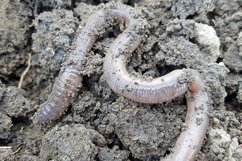 Экология Северной Америки оказалась на грани катастрофы из-за "понаехавших" червей