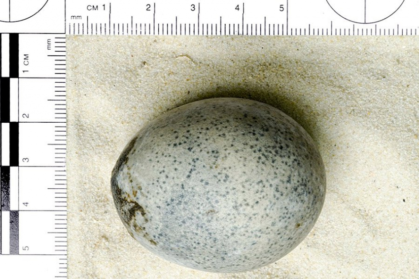 В найденном в Британии древнем яйце сохранилось все содержимое