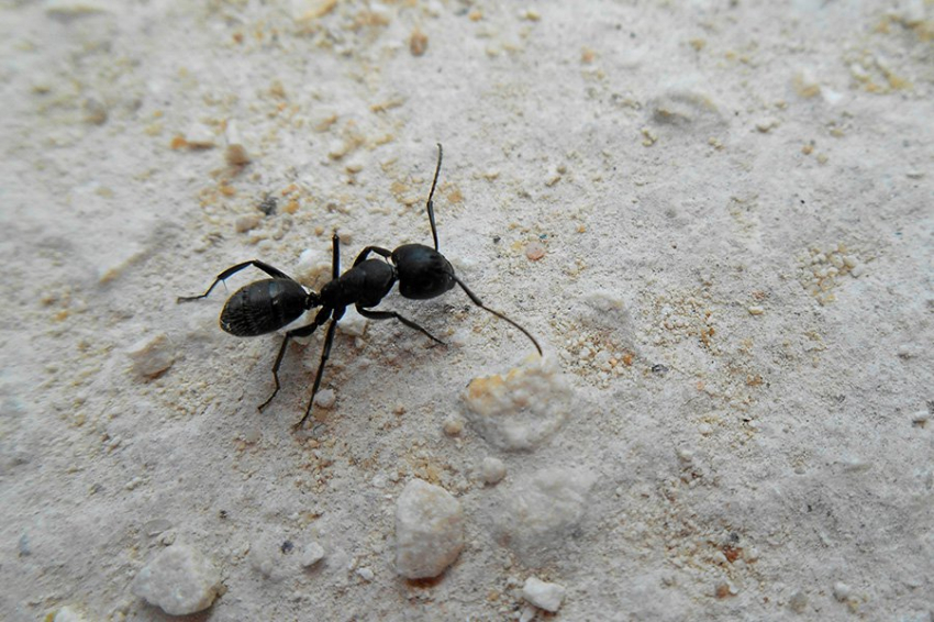 PNAS: магнитное поле Земли калибрует навигационную систему муравьев