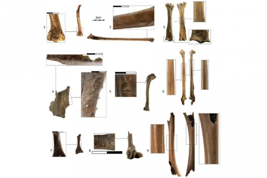 Кости птиц на стоянках древних людей рассказали об изменении маршрутов миграций