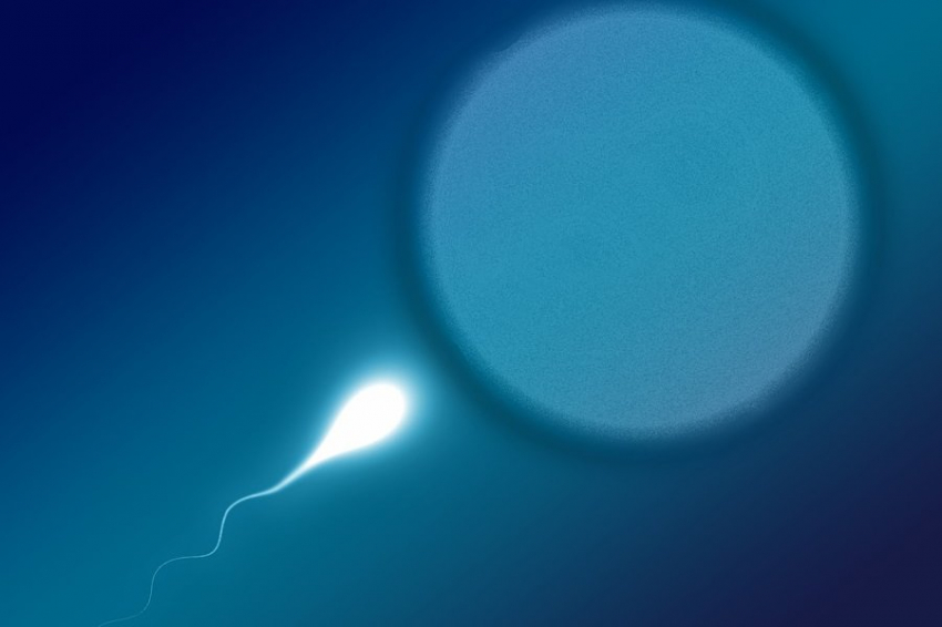 SR: медики вывили, что яйцеклетка начинает светиться после оплодотворения