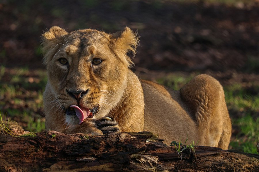 PeerJ: экзотические кошачьи способны узнавать голоса знакомых людей