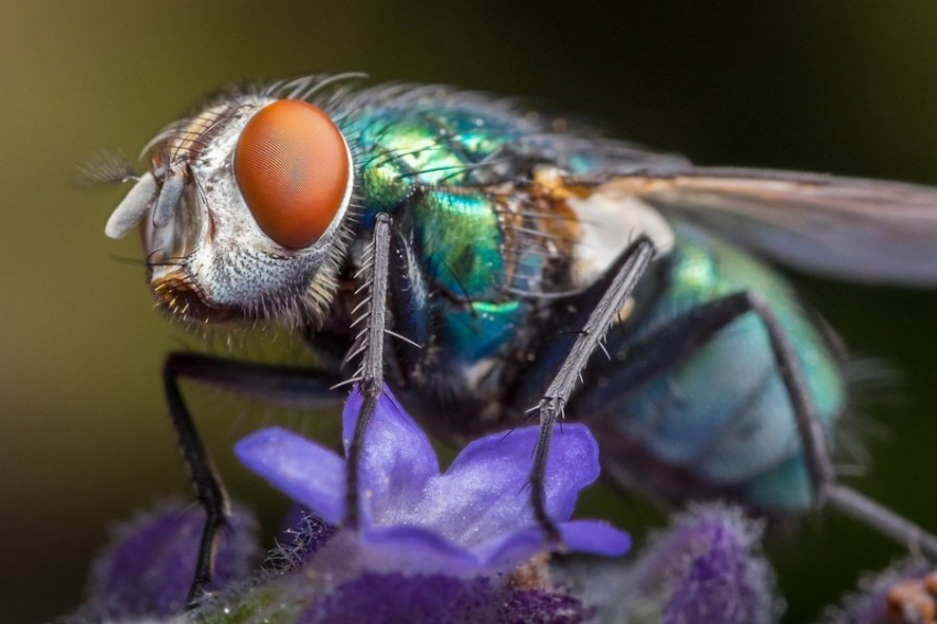 Робот с «мозгом» насекомого без проблем обходит препятствия