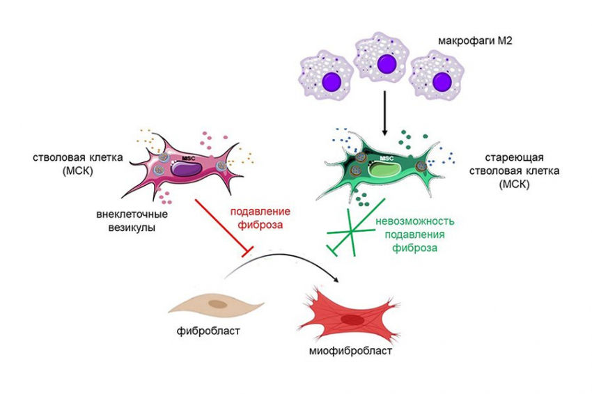 Блокировка макрофагов М2 поможет восстанавливать поврежденные ткани без потери функций