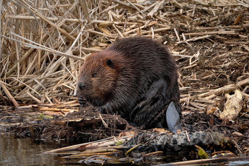ИИ отличает бобров по «отпечаткам пальцев» на их хвостах