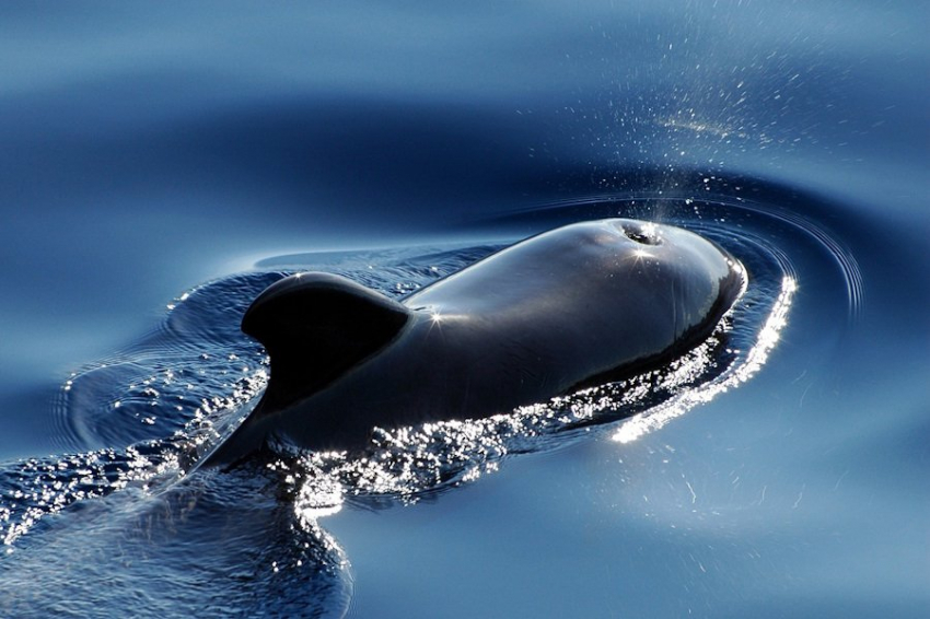 Биологи выяснили, почему и как поют горбатые киты