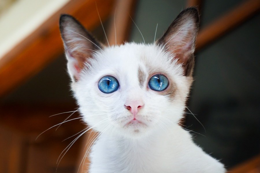 Science: кошки выражают 276 различных эмоций своей мордой