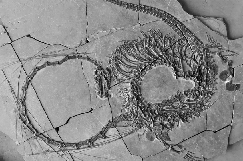 Ученые представили потрясающую окаменелость «китайского дракона» возрастом 240 млн лет
