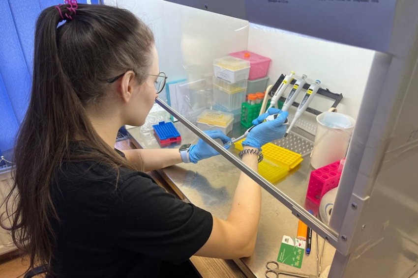 Вещество из печени дальневосточного кальмара уменьшило воспаление при повреждении почек