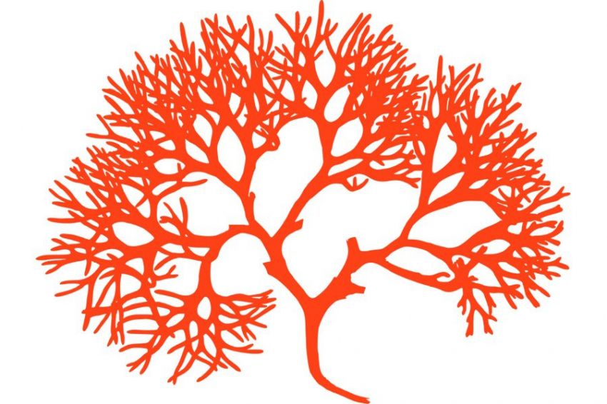 Исследования биологов подтверждают противораковое действие красных водорослей