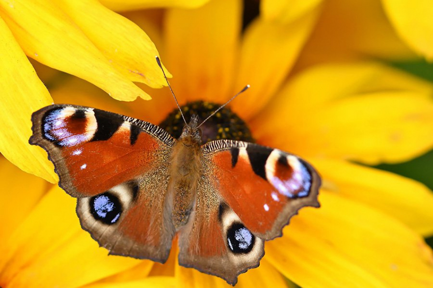 Ученые выяснили, как крылья бабочек приобретают красочные узоры