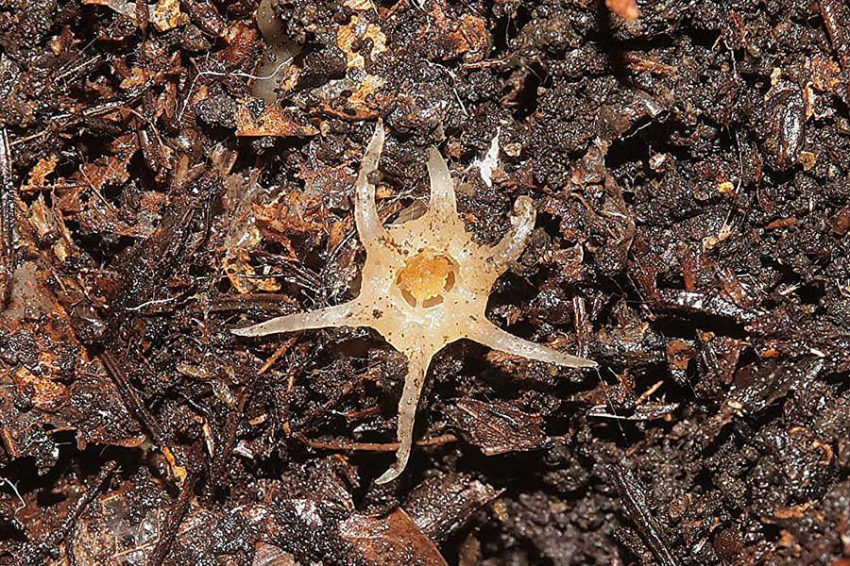 Ученые открыли в Японии новый вид необычных растений