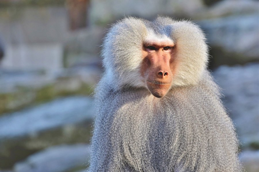 Учёные раскрыли тайны ухода за "священными" бабуинами в Древнем Египте