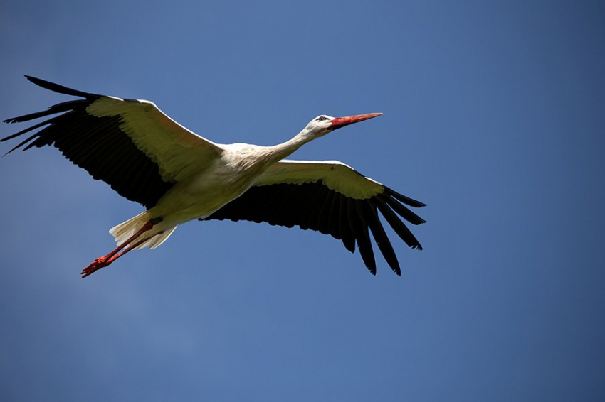 PNAS: мигрирующие животные учатся на опыте